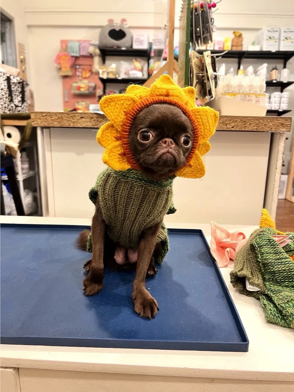 Sunflower Hand-Knit Dog Sweater (DOG & CO. Exclusive)